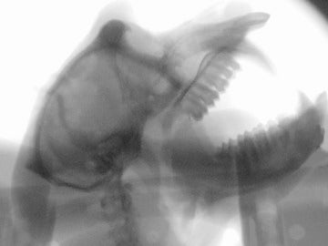 La cabeza y garganta de varios monos con cámaras de rayos X