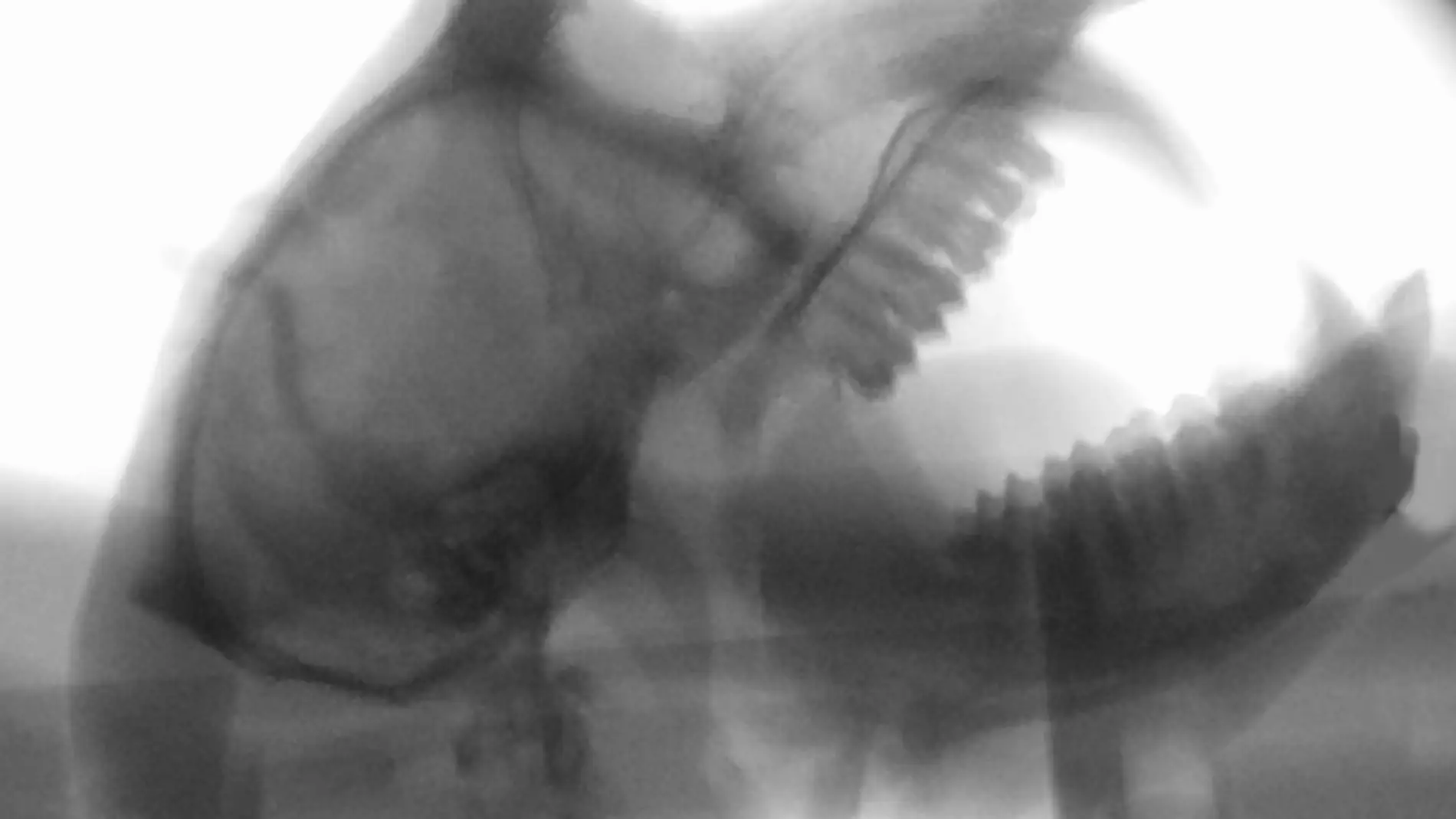 La cabeza y garganta de varios monos con cámaras de rayos X
