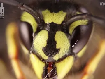Imagen macro de una abeja Imagen macro de una abeja