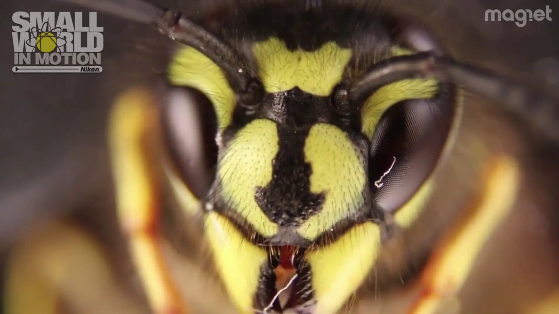 Imagen macro de una abeja