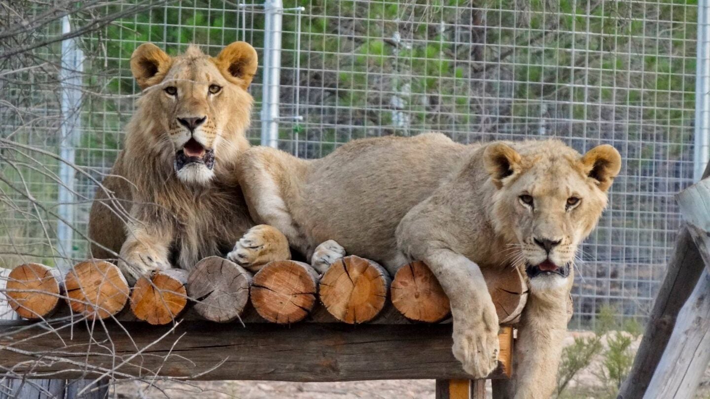 Dos de los grandes felinos que est&aacute;n bajo el cuidado de AAP Primadomus