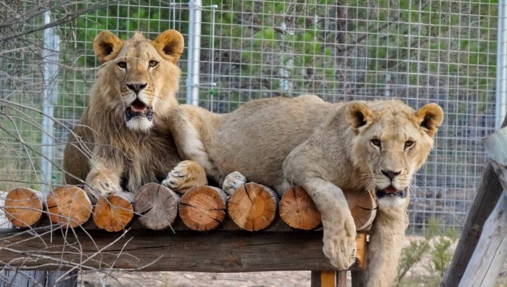 Un centro pionero ofrece una segunda oportunidad a los tigres, leones y  leopardos explotados en los circos