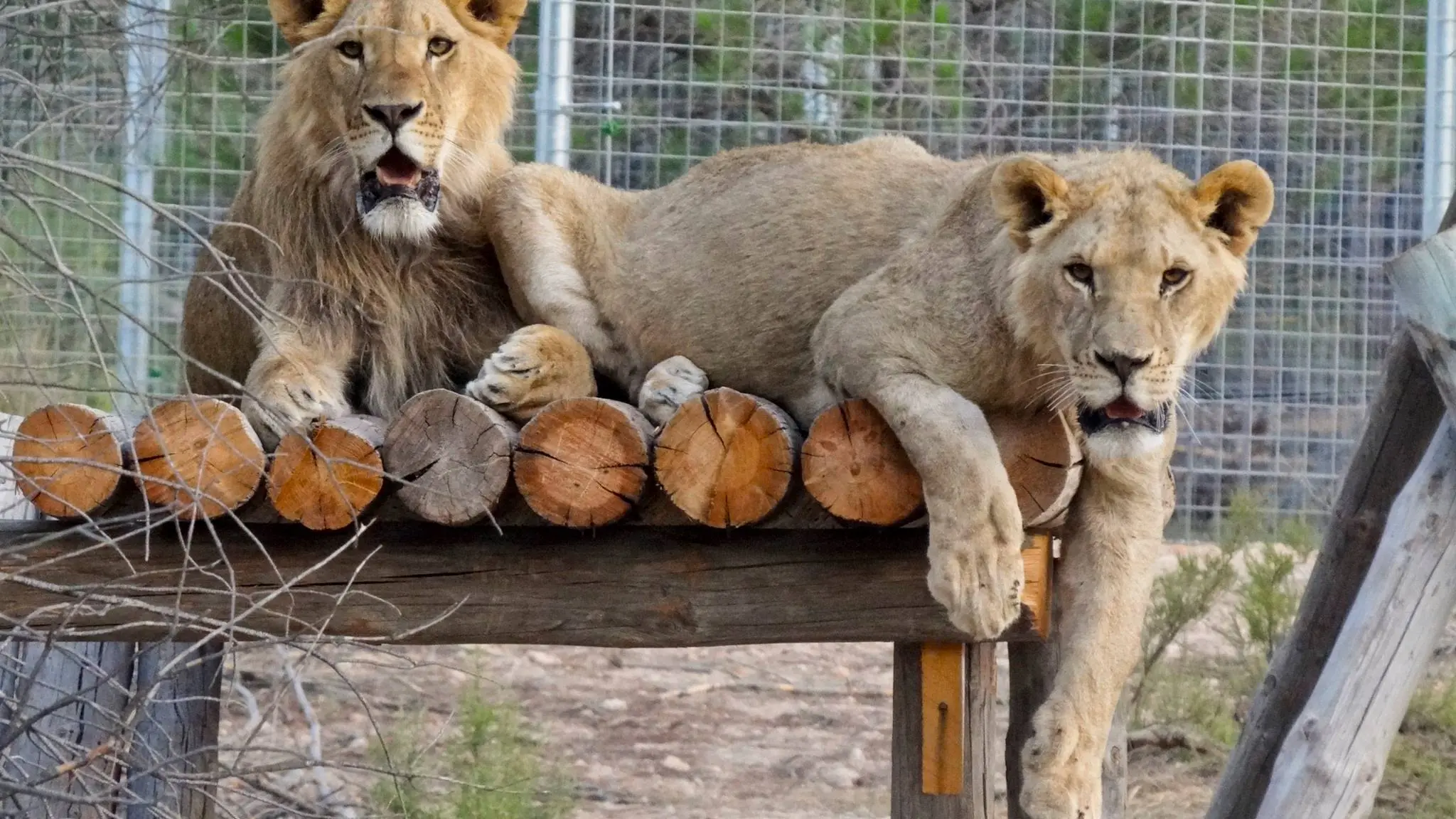 Dos de los grandes felinos que están bajo el cuidado de AAP Primadomus