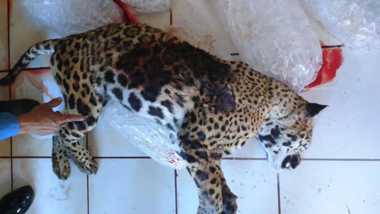 El jaguar que fue matado a tiros por un policía en las calles del municipio de Tlajomulco El jaguar que fue matado a tiros por un policía en las calles del municipio de Tlajomulco