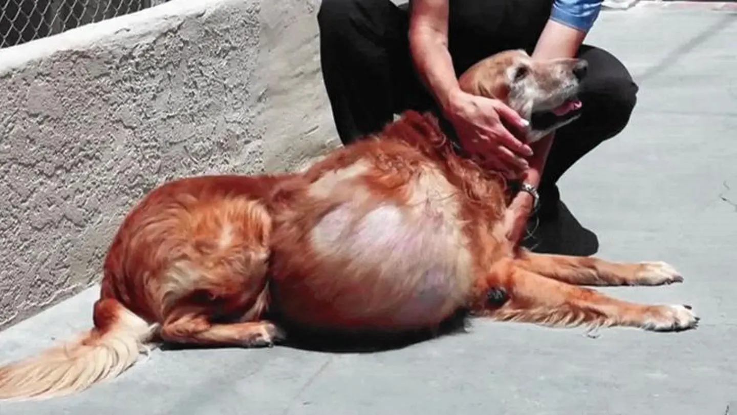 el tumor que tenía Henry pesaba 19 kilos Henry en una foto de archivo