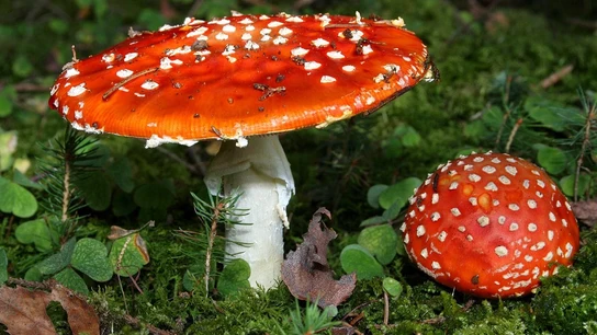 Amanita Muscaria Amanita Muscaria