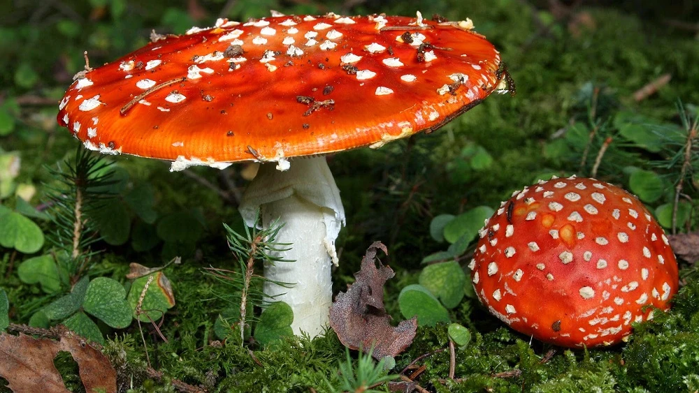 Amanita Muscaria