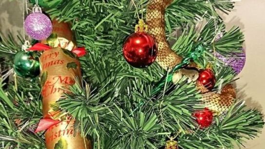 Imagen de la serpiente enroscada en el &aacute;rbol de Navidad