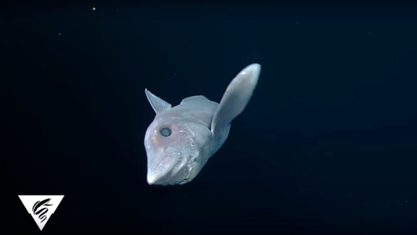 Imagen del tibur&oacute;n fantasma en aguas del Pac&iacute;fico