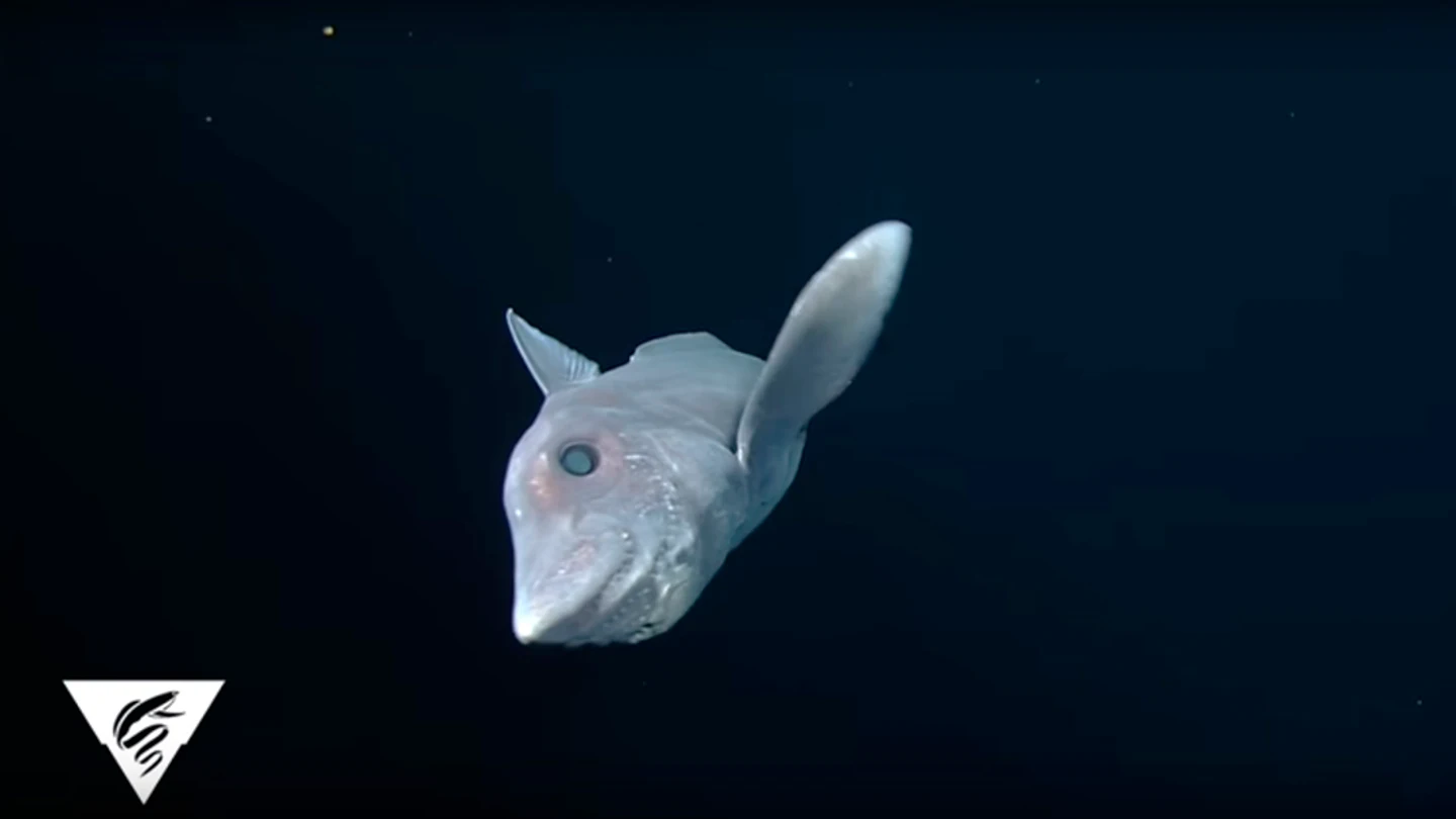 Imagen del tiburón fantasma en aguas del Pacífico Imagen del tiburón fantasma en aguas del Pacífico