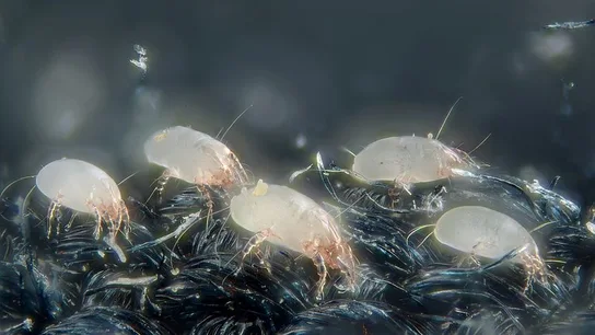 La alergia a los ácaros del polvo ¿QUÉ ME PASA DOCTOR?