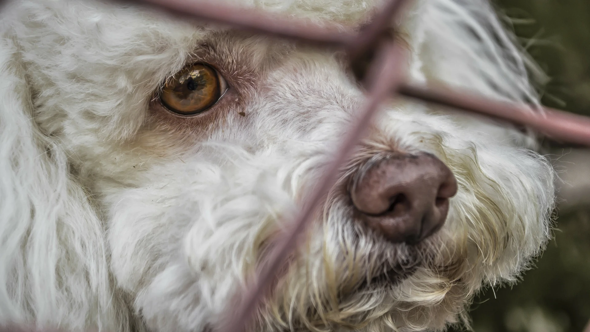 Abandono de animales