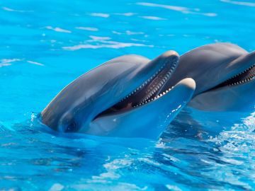 Dos delfines en el Zoo Dos delfines en el Zoo