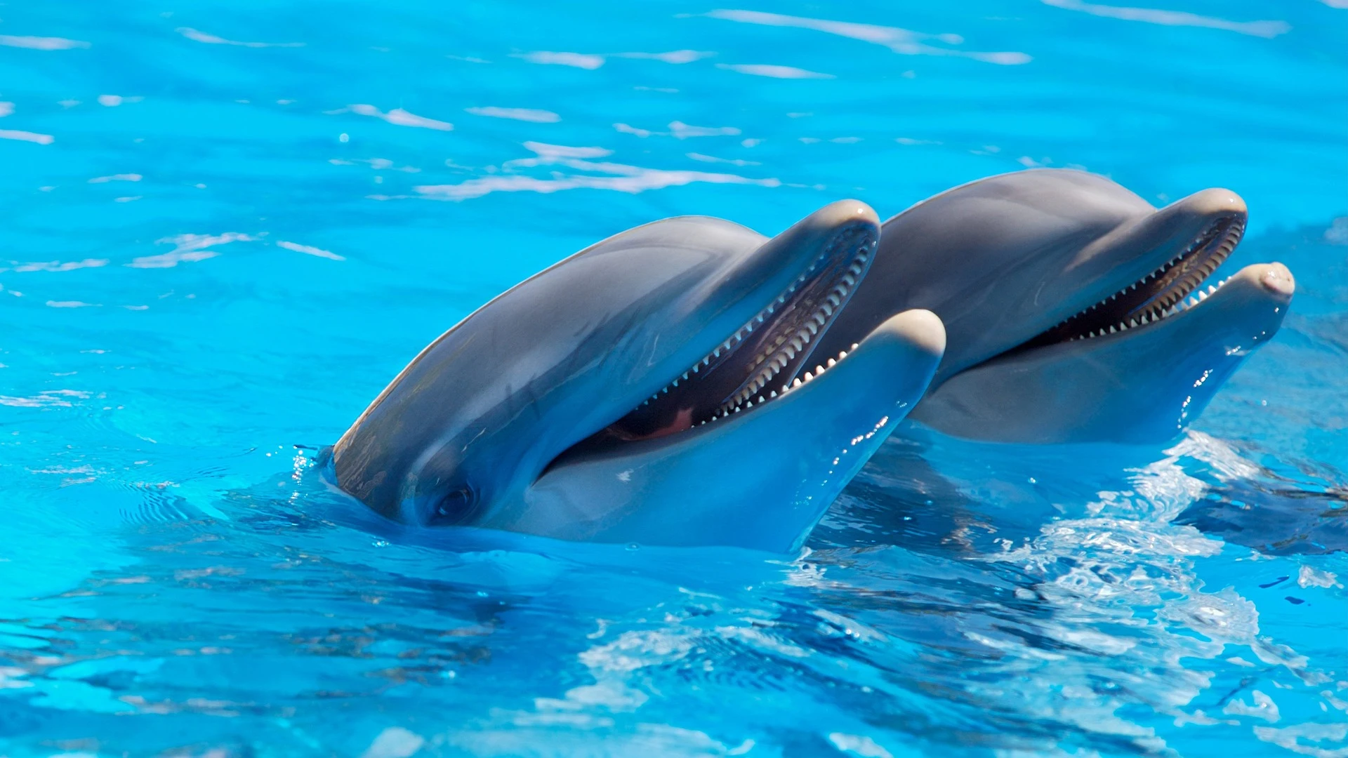 Dos delfines en el Zoo