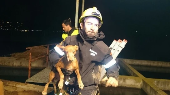El animal en el momento de ser rescatado El animal en el momento de ser rescatado