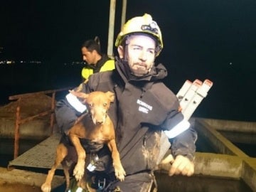 El animal en el momento de ser rescatado El animal en el momento de ser rescatado