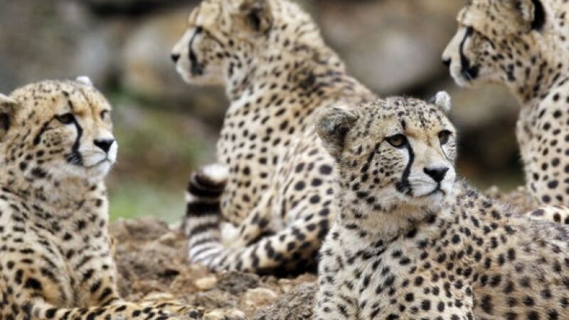 El animal más rápido para su tamaño seguro que no es el que te imaginas