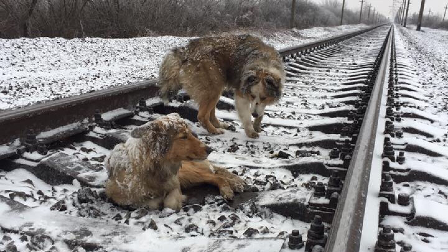 Panda y Lucy en las v&iacute;as del tren