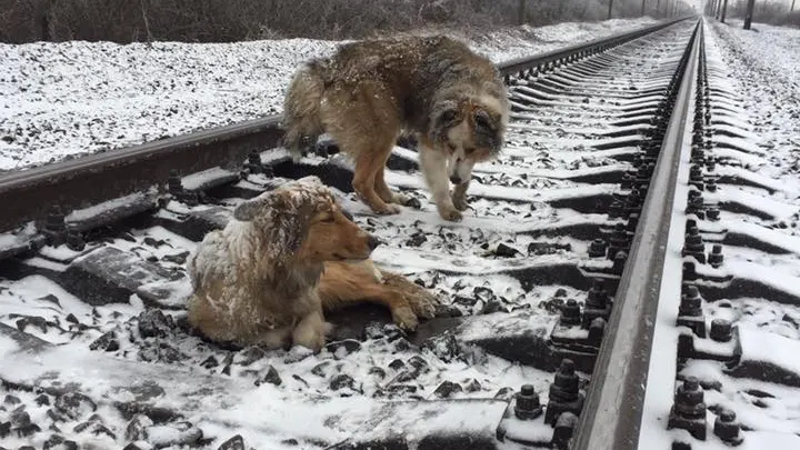 Panda y Lucy en las v&iacute;as del tren