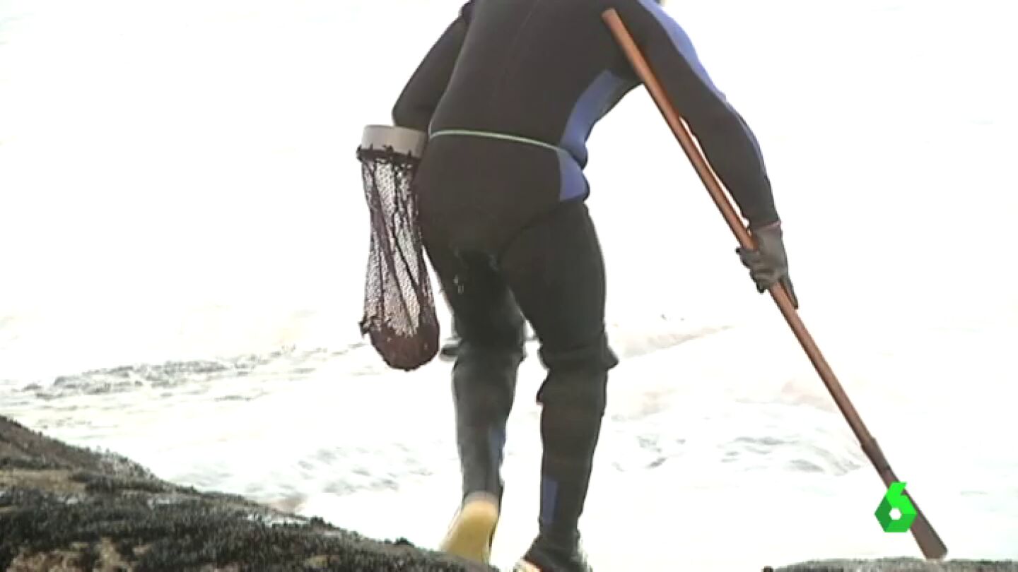 Frame 0.0 de: percebeiros