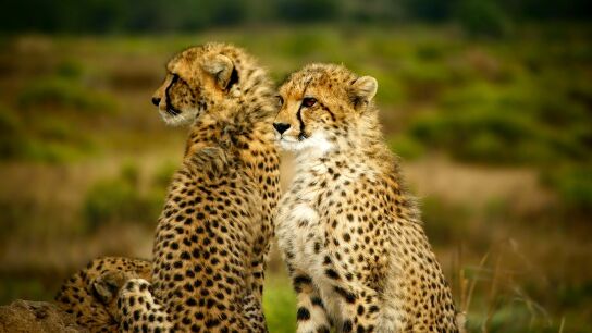 El guepardo aumenta su carrera hacia la extinci&oacute;n