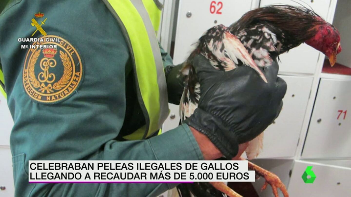Frame 13.946398 de: PELEAS DE GALLOS