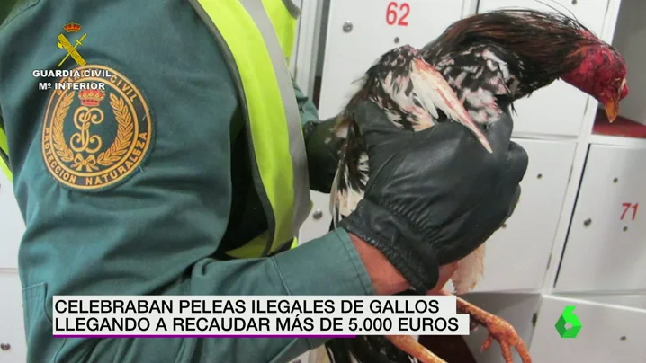 Frame 13.946398 de: PELEAS DE GALLOS Frame 13.946398 de: PELEAS DE GALLOS