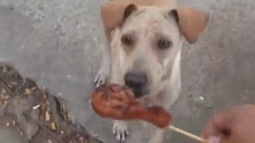 Frame 2.056214 de: Una perra callejera hambrienta rechaza comerse un trozo de pollo en un precioso acto de amor 