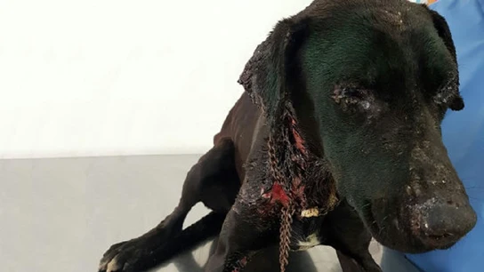 El animal tras ser rescatado El animal tras ser rescatado