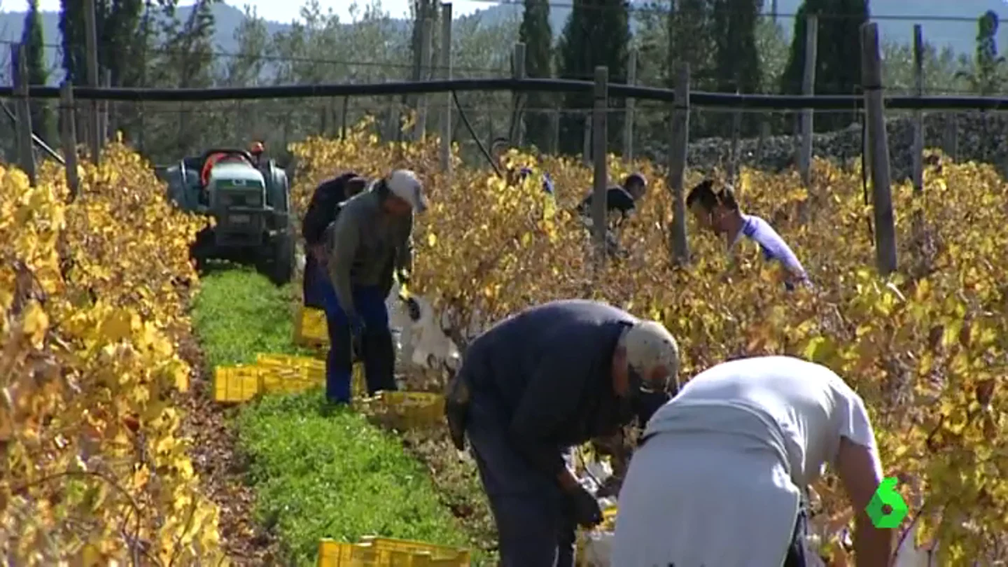 Frame 41.85953 de: Los productores de uva denuncian que no les salen las cuentas por la guerra de precios con los supermercados Frame 41.85953 de: Los productores de uva denuncian que no les salen las cuentas por la guerra de precios con los supermercados