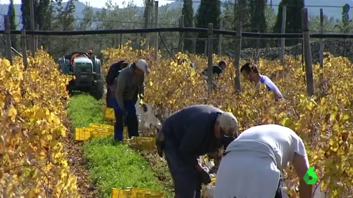 Frame 41.85953 de: Los productores de uva denuncian que no les salen las cuentas por la guerra de precios con los supermercados