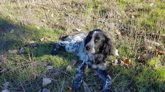 Nor, el perro fallecido