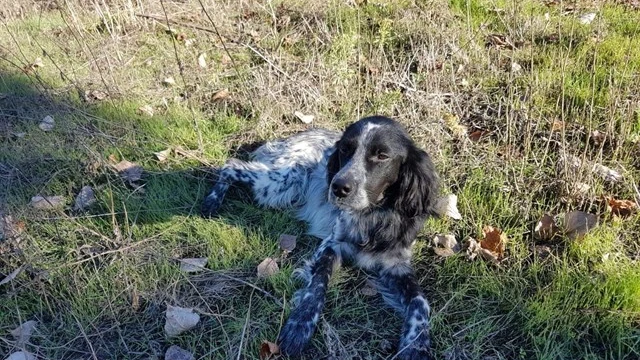 Nor, el perro fallecido Nor, el perro fallecido
