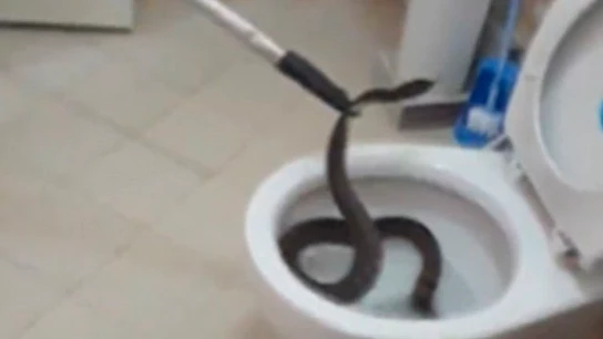 Serpiente dentro de un inodoro en Tailandia Serpiente dentro de un inodoro en Tailandia