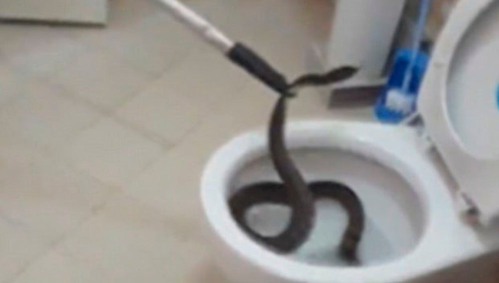 Serpiente dentro de un inodoro en Tailandia 