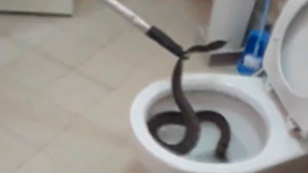 Serpiente dentro de un inodoro en Tailandia 