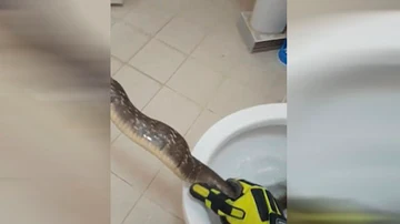 Un especialista saca una serpiente de un inodoro en Tailandia