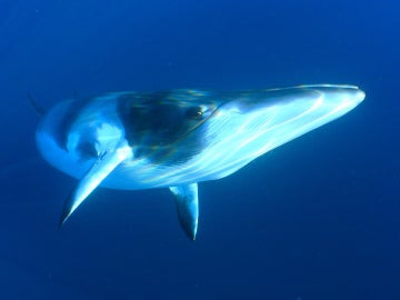 Los científicos creen que el canto podría pertenecer al repertorio de las ballenas enanas como esta