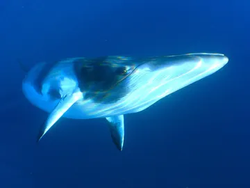 Los científicos creen que el canto podría pertenecer al repertorio de las ballenas enanas como esta Los científicos creen que el canto podría pertenecer al repertorio de las ballenas enanas como esta