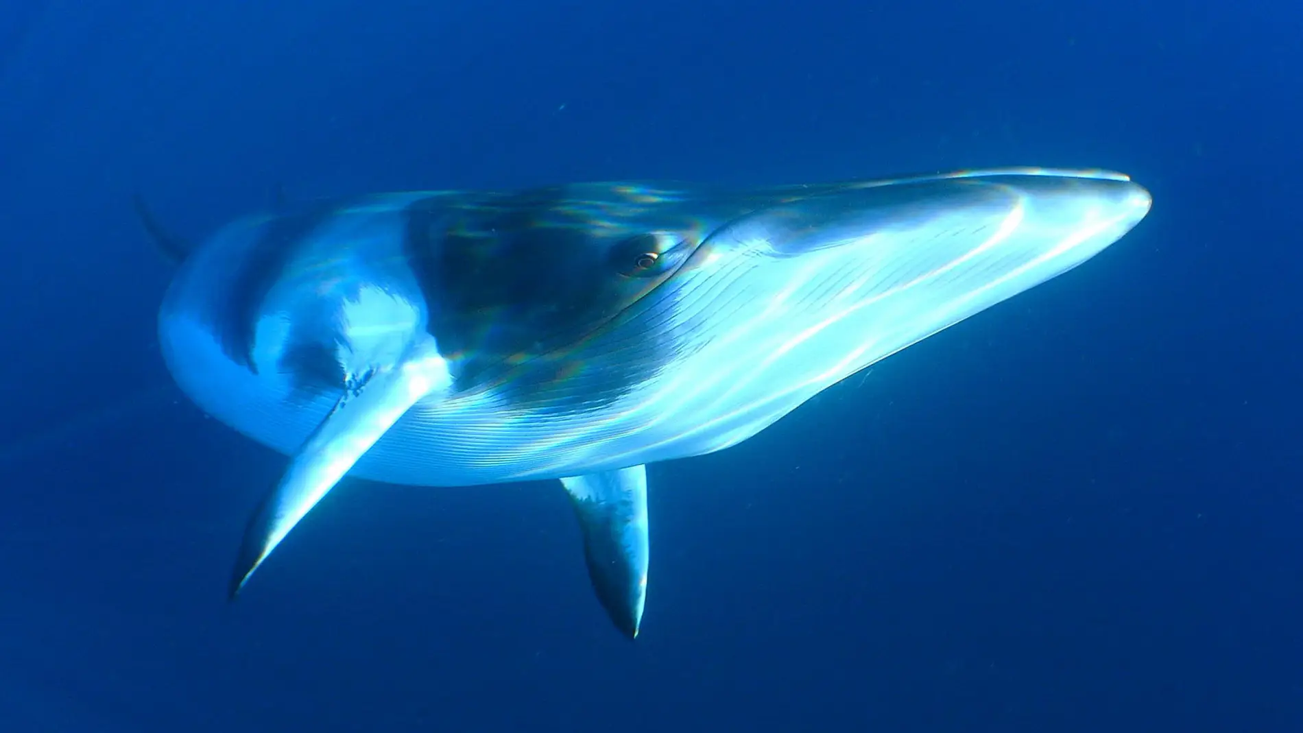 Los científicos creen que el canto podría pertenecer al repertorio de las ballenas enanas como esta