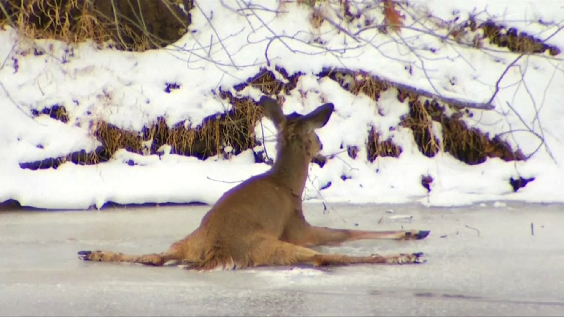 Frame 0.617685 de: Rescatan a un ciervo que quedó atrapado en un río helado