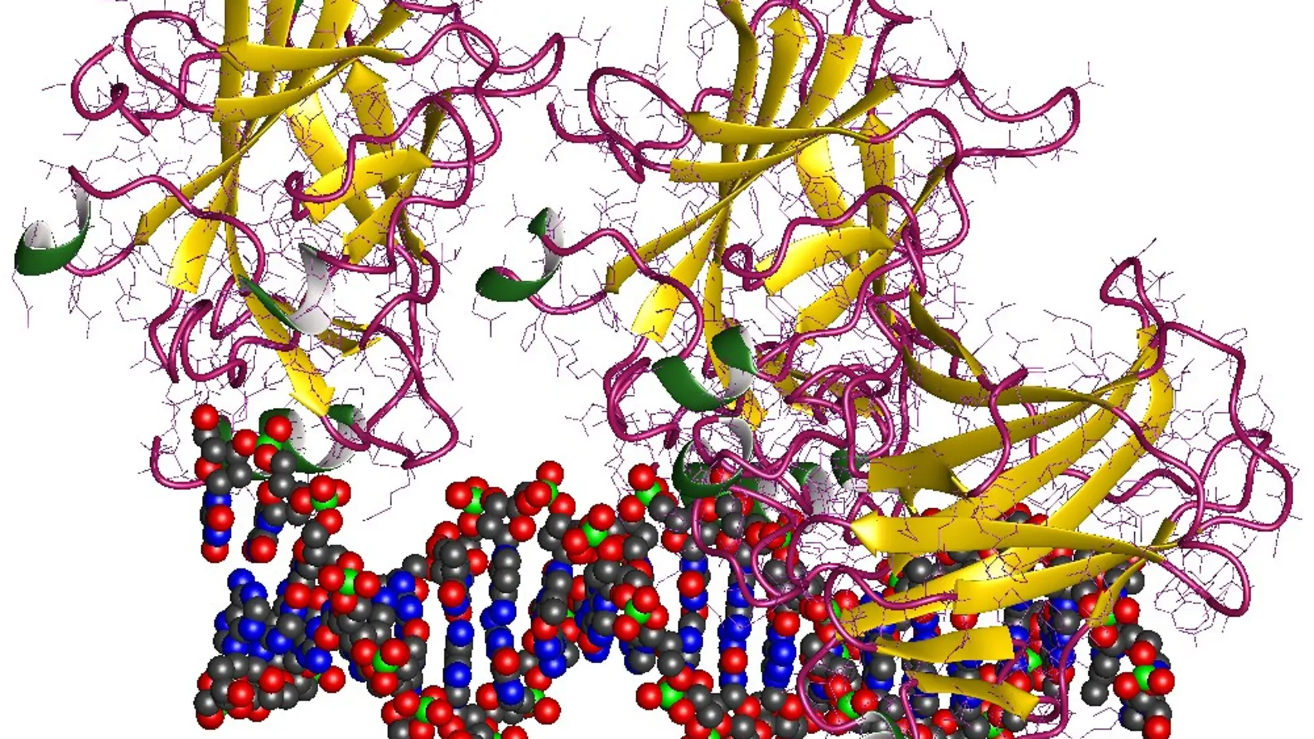 Representación de un fragmento de ADN y de la proteína p53
