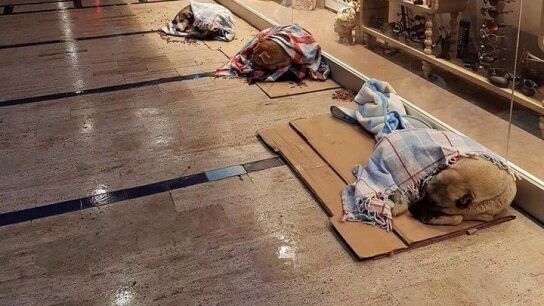 Perros callejeros en el centro comercial