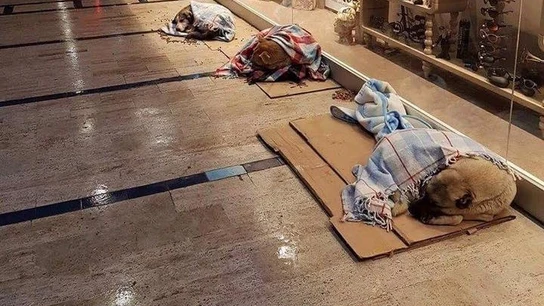 Perros callejeros en el centro comercial Perros callejeros en el centro comercial