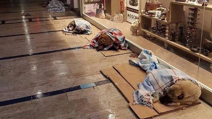 Perros callejeros en el centro comercial