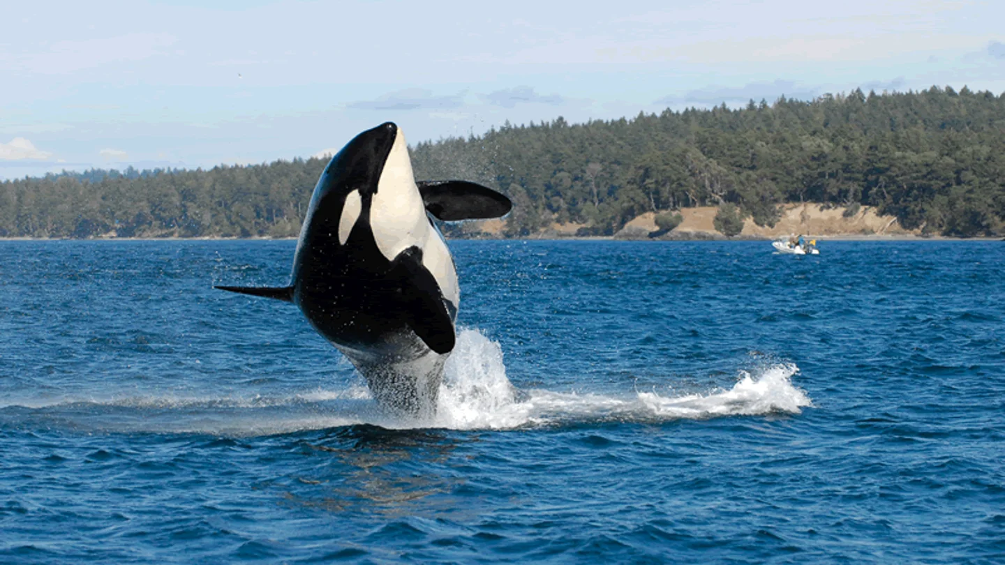 Foto de archivo de una Orca Foto de archivo de una Orca