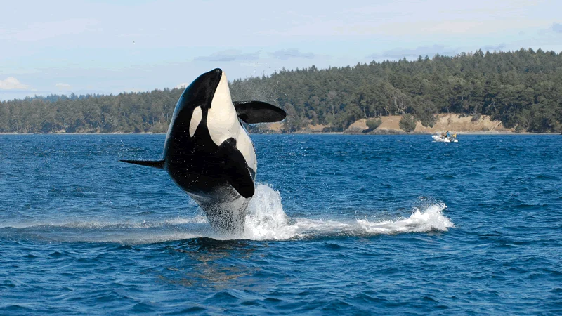 Foto de archivo de una Orca