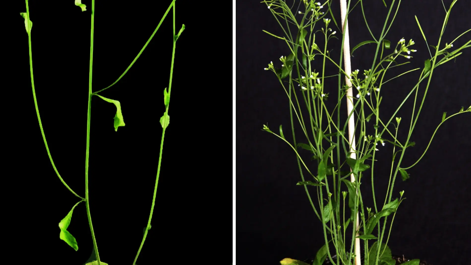 Arabidopsis thaliana con diferentes patrones de ramificación. / Pilar Cubas, CNB-CSIC