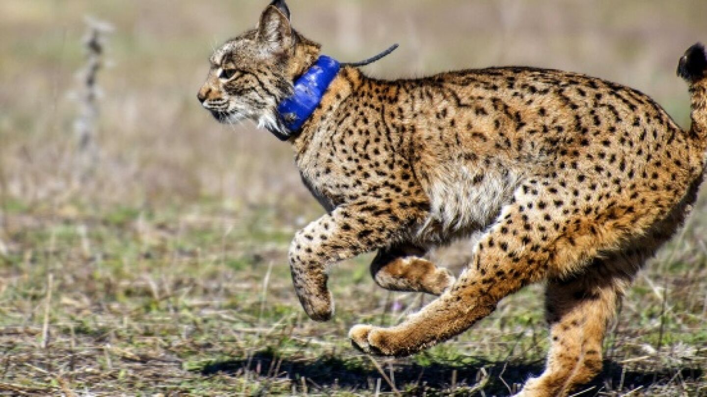 Lince ib&eacute;rico del programa LIFE+Iberlince