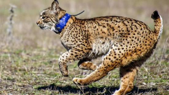 Lince ibérico del programa LIFE+Iberlince